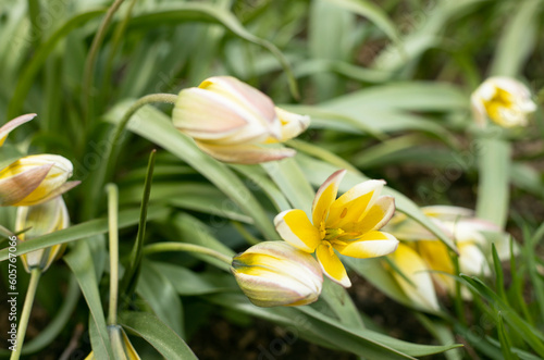 Yellow tulipa tarda dasystemon flowers in the garden in spring