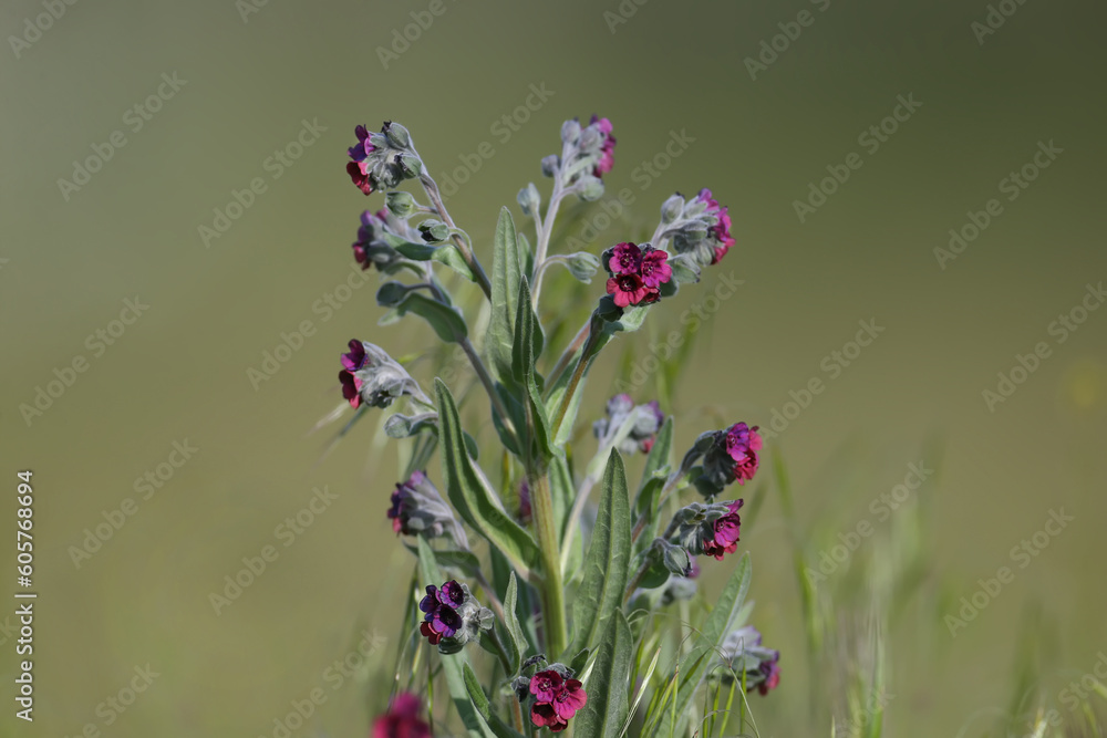 Fototapeta premium Blooming bush houndstongue (Cynoglossum officinale) close-up shot against green blurred background in soft morning light