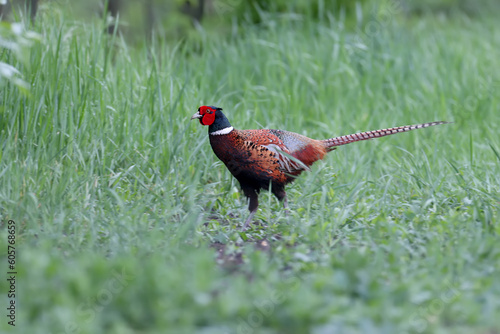 Wallpaper Mural A male common pheasant (Phasianus colchicus) in breeding plumage feeds on the side of a field road. Close-up shot in the soft morning light with plumage details Torontodigital.ca