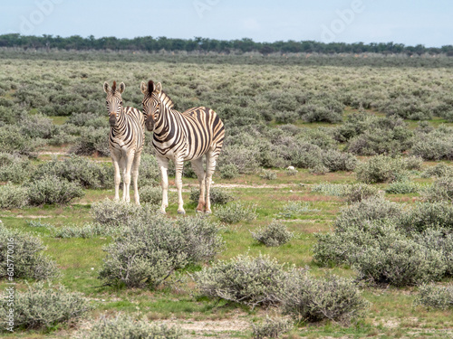 Plains zebras of southern Africa in green fields of Etosha National Park.
