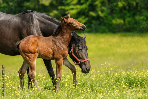 Portrait of a brown warmblood foal on a pasture in spring outdoors © Annabell Gsödl