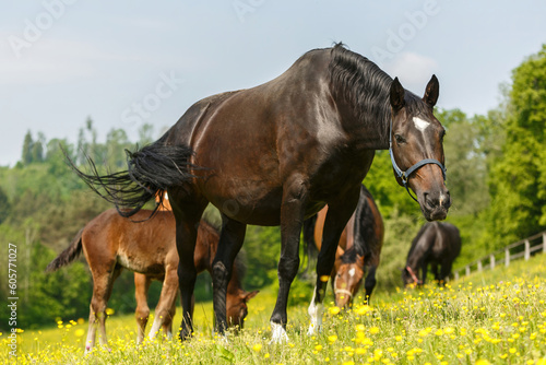 Portrait of a grazing warmblood mare with a foal on a paddock in spring outdoors © Annabell Gsödl