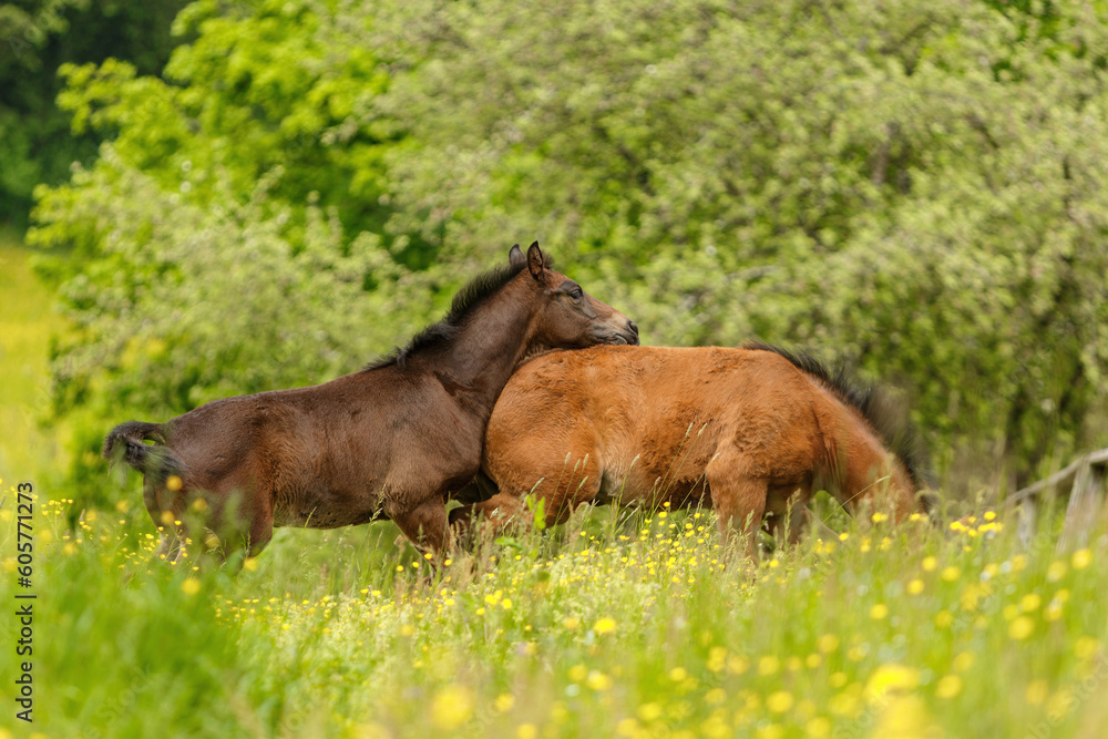Warmblood foals playing on a pasture in spring outdoors Warmblood foals playing on a pasture in spring outdoors