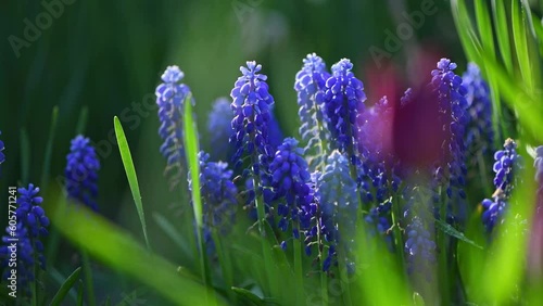 Muskari blue flowers and fresh green grass closeup view selective focus image. Spring flowerbed with blooming flowers. photo