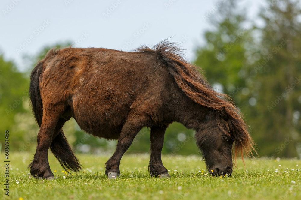 Portrait of a grazing adult shetland pony in spring outdoors Portrait of a grazing adult shetland pony in spring outdoors