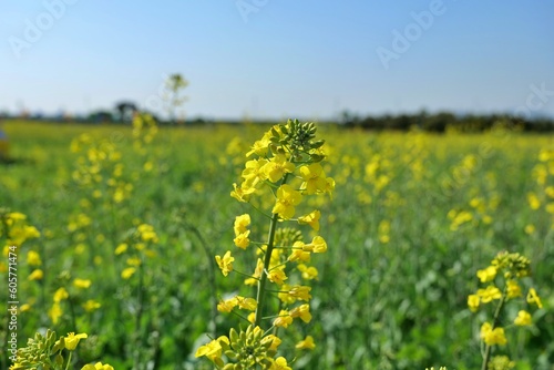         flower             sky                  yellow          flower          green                  blue                                                                                beautiful