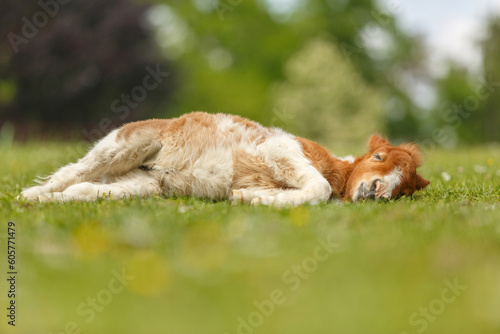 Portrait of a cute shetland pony foal in spring on a pasture outdoors © Annabell Gsödl
