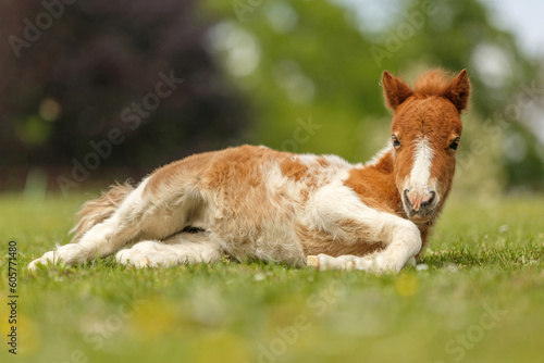 Portrait of a cute shetland pony foal in spring on a pasture outdoors