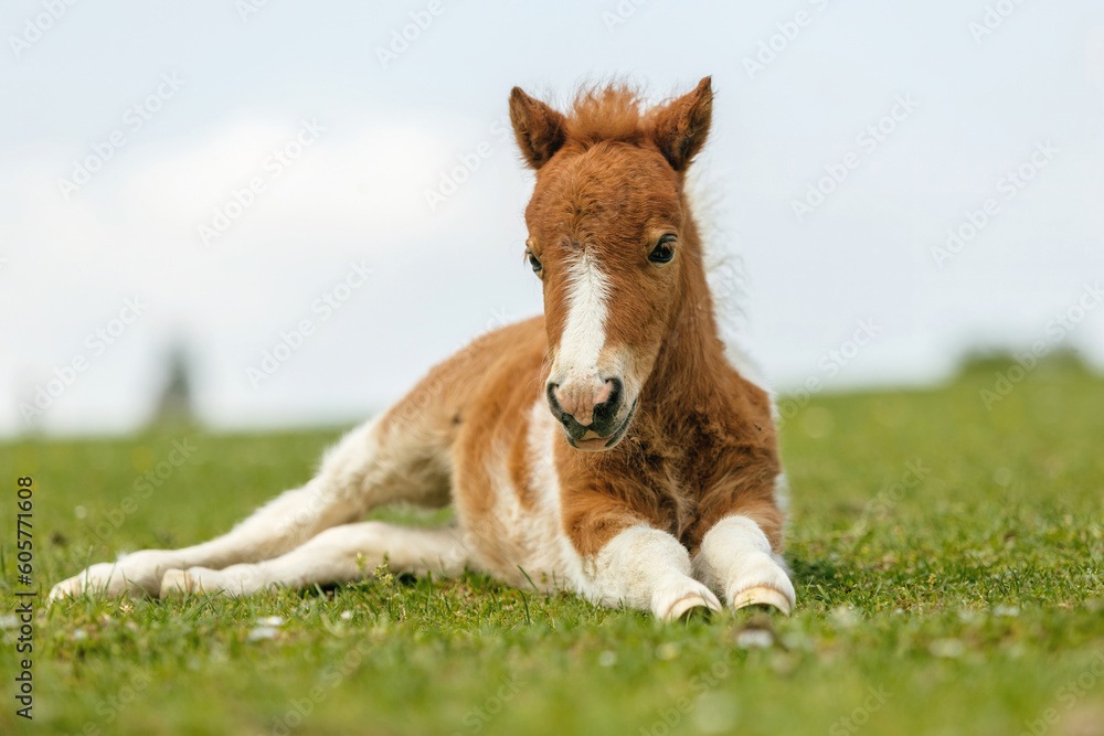 Portrait of a cute shetland pony foal in spring on a pasture outdoors Portrait of a cute shetland pony foal in spring on a pasture outdoors