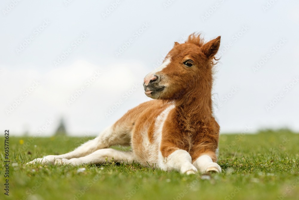 Portrait of a cute shetland pony foal in spring on a pasture outdoors Portrait of a cute shetland pony foal in spring on a pasture outdoors