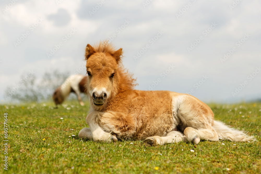 Portrait of a cute shetland pony foal in spring on a pasture outdoors Portrait of a cute shetland pony foal in spring on a pasture outdoors