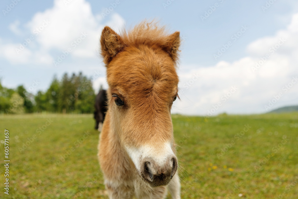 Portrait of a cute shetland pony foal in spring on a pasture outdoors Portrait of a cute shetland pony foal in spring on a pasture outdoors