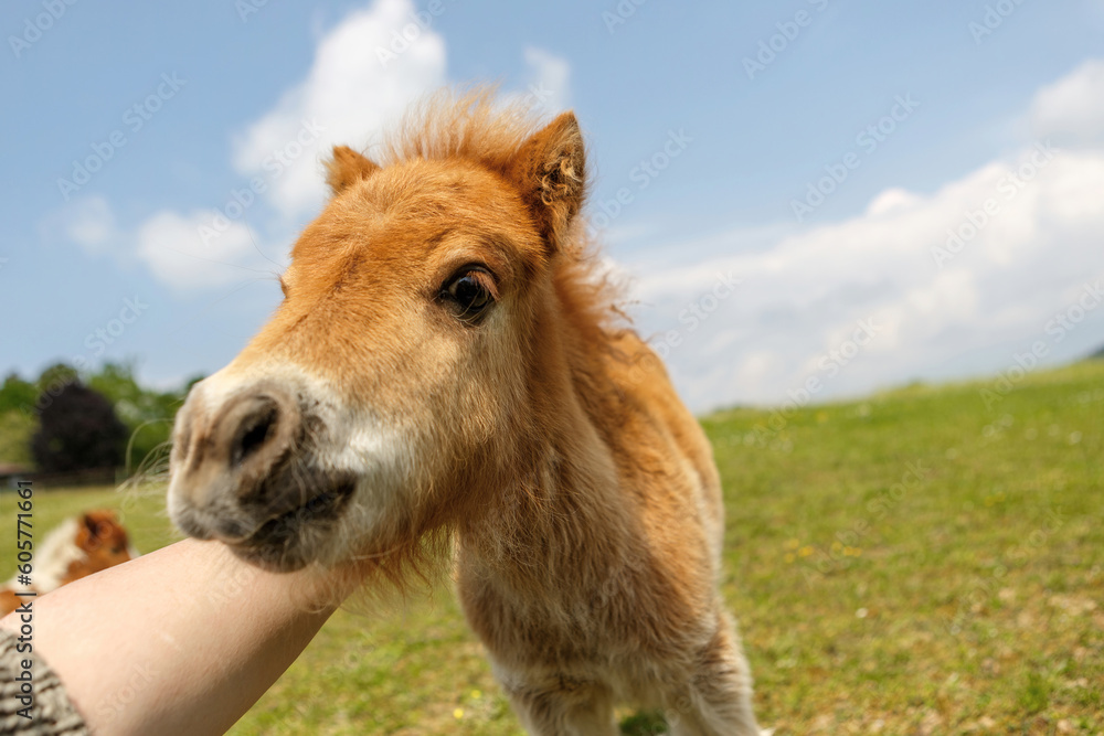 Portrait of a cute shetland pony foal in spring on a pasture outdoors