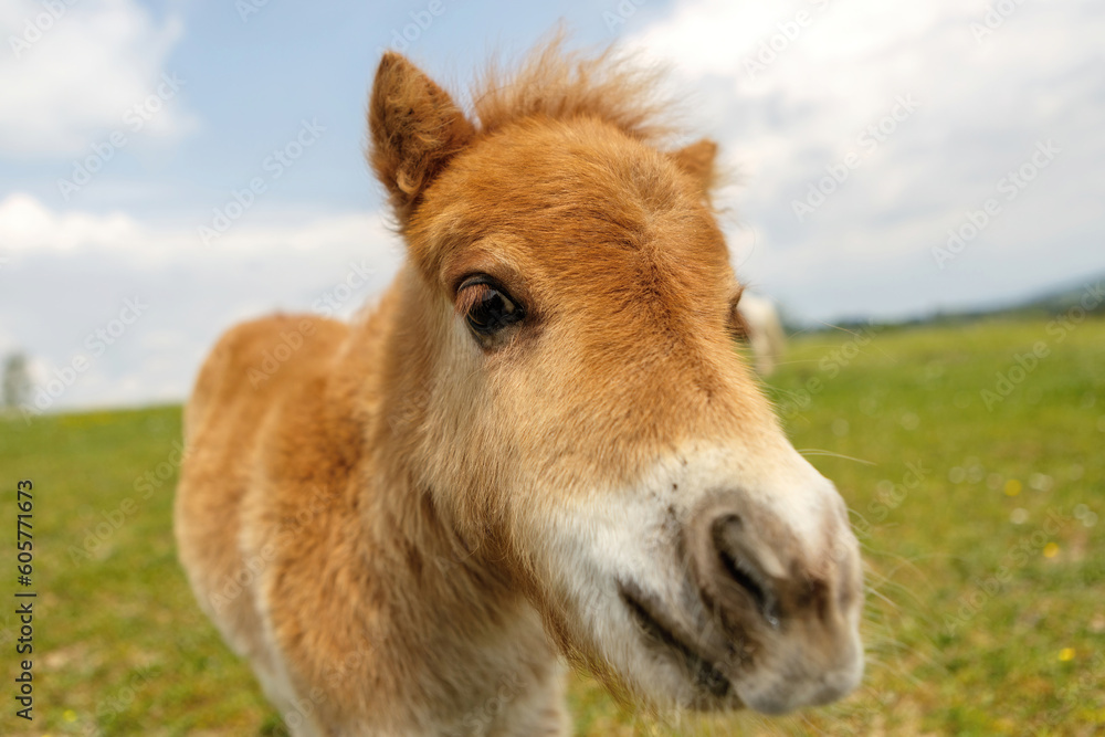 Portrait of a cute shetland pony foal in spring on a pasture outdoors Portrait of a cute shetland pony foal in spring on a pasture outdoors