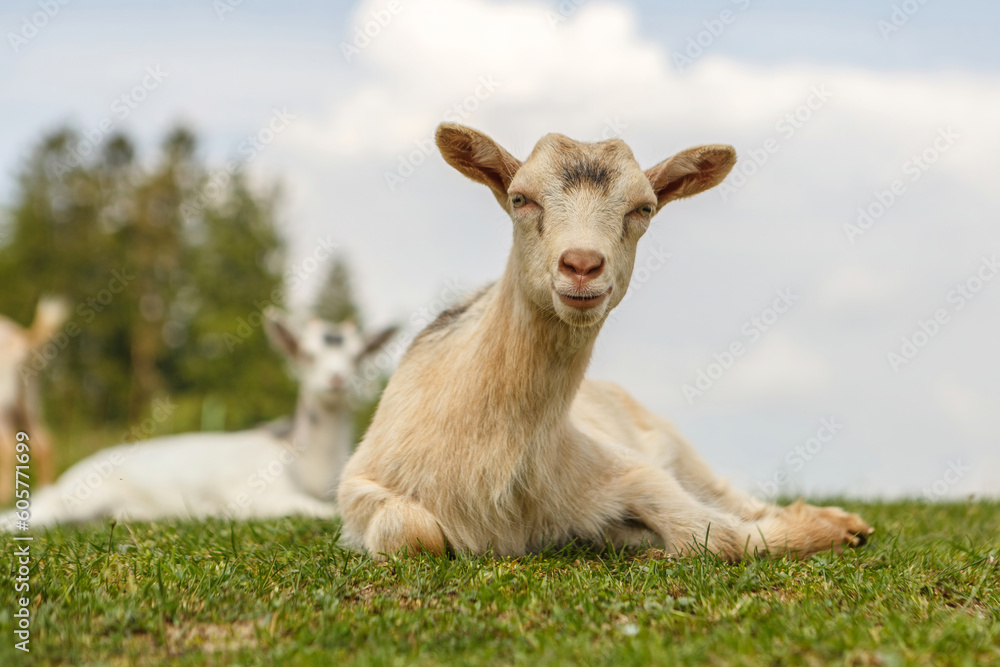 Farm animals: Portrait of a cute goat in spring on a paddock outdoors Farm animals: Portrait of a cute goat in spring on a paddock outdoors