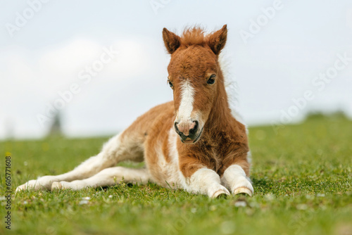 Foto Portrait of a cute shetland pony foal in spring on a pasture outdoors