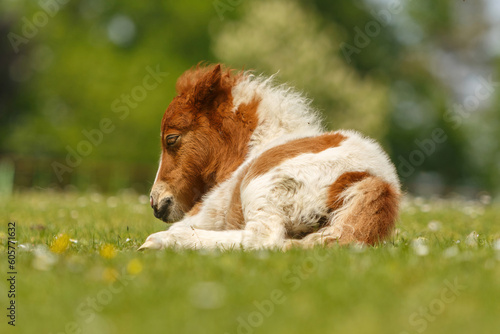 Portrait of a cute shetland pony foal in spring on a pasture outdoors © Annabell Gsödl