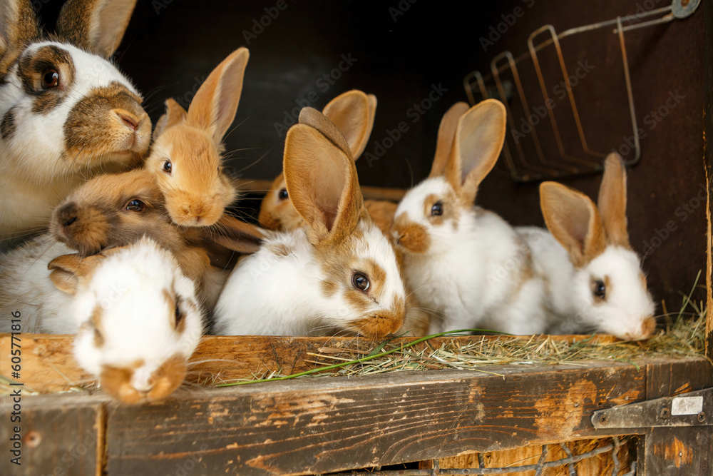 Portrait of young domestic rabbits in a cage stable outdoors, rabbit breeding