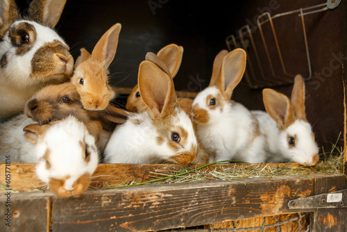Canvastavla Portrait of young domestic rabbits in a cage stable outdoors, rabbit breeding