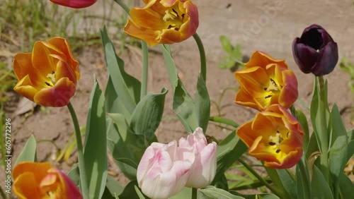 The orange tulip flowers waving on the breeze of the wind on the garden outside in Estonia