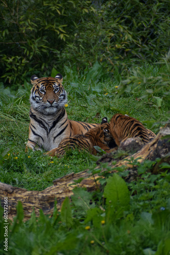 Tiger mum with baby cubs laying in natural grass green habitat