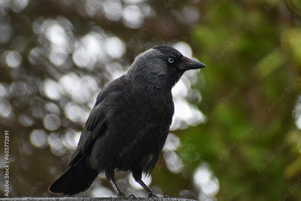 Jackdaw crow rook raven bird close up face Jackdaw crow rook raven bird close up face