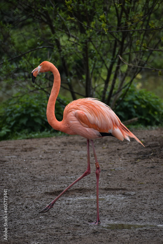 single flamingo with palm leaves 
