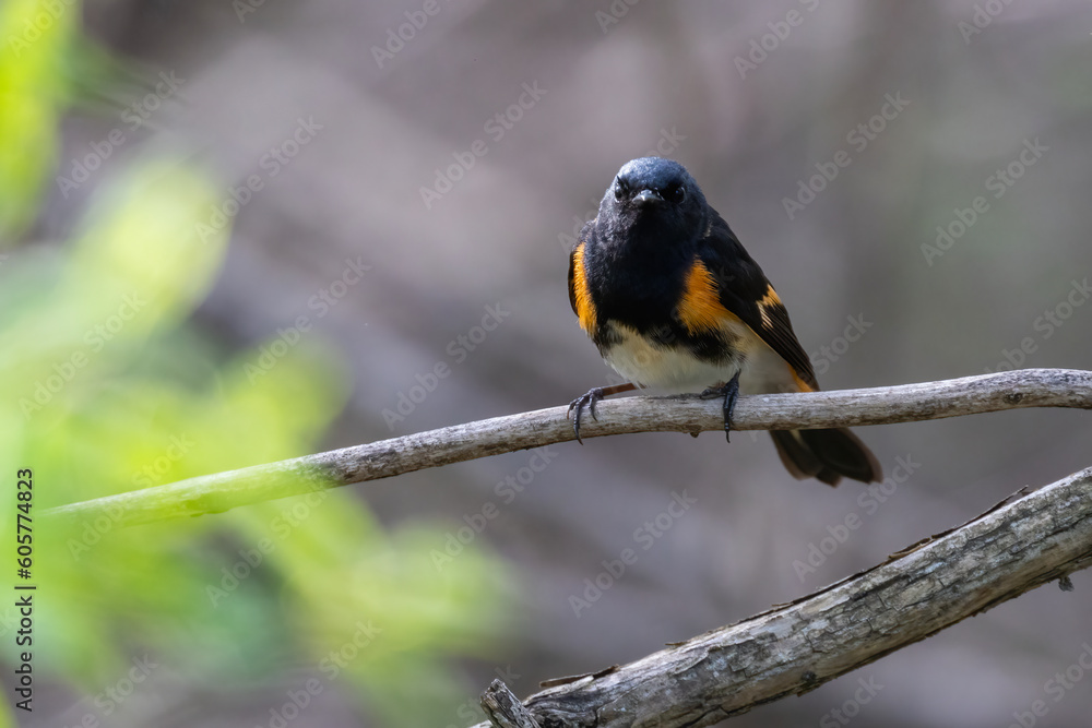 Naklejka premium Male American redstart (Setophaga ruticilla) in spring