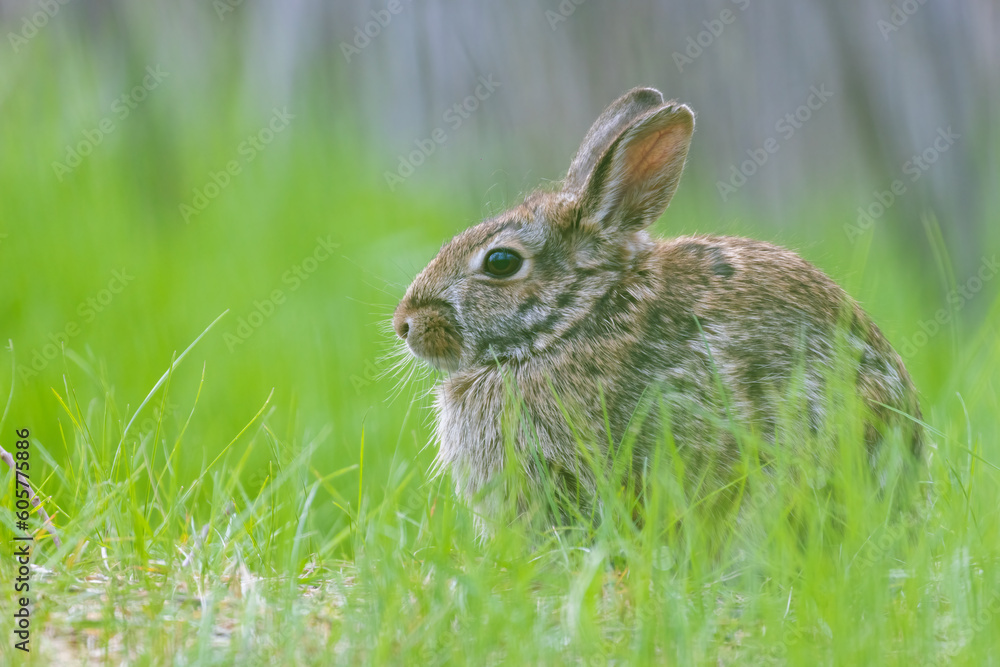 Fototapeta premium Eastern cottontail (Sylvilagus floridanus) in spring