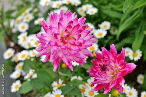 flower                                                                             flower                                               beautiful                             yellow                   