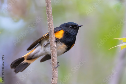 Male American redstart (Setophaga ruticilla) in spring photo