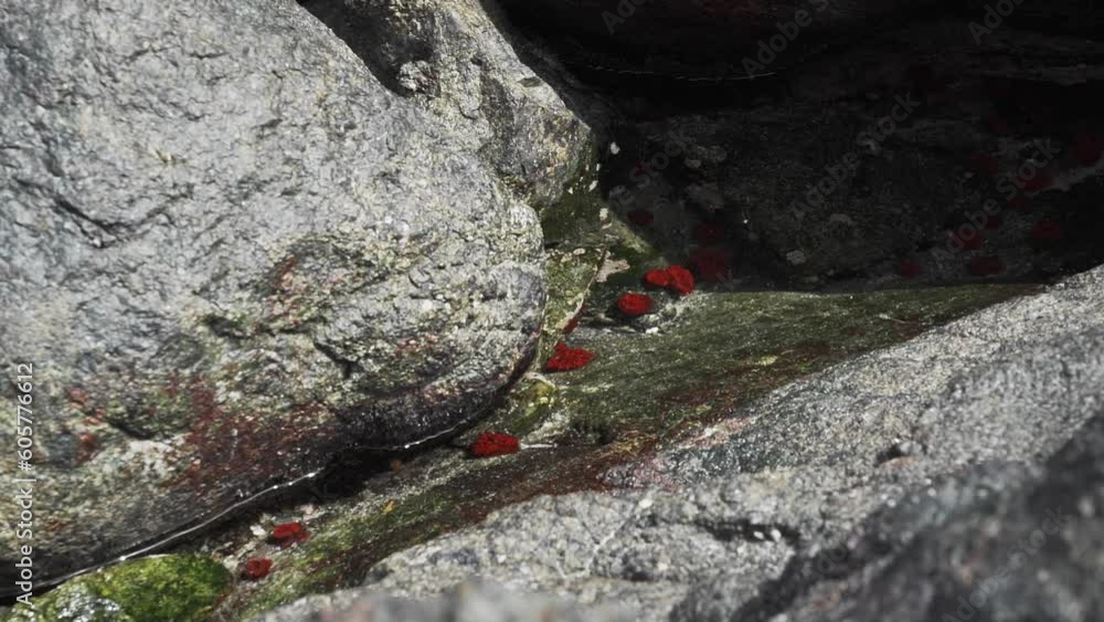 sea life in a small tidal tidal pool at the pacific ocean. sea life in a small tidal tidal pool at the pacific ocean.