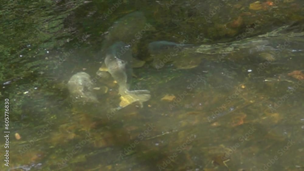 Des grosses carpes nagent dans un étang, 480fps ralenti X8/59,94fps Des grosses carpes nagent dans un étang, 480fps ralenti X8/59,94fps