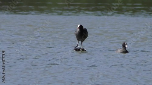 Eurasian coots swim and clean their feathers in the spring pond