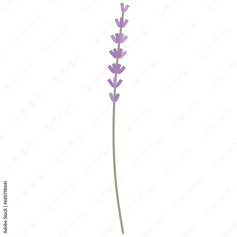 Obraz premium Lavender flower