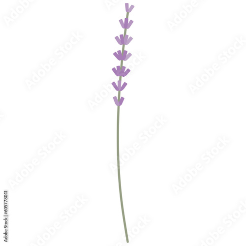 Lavender flower