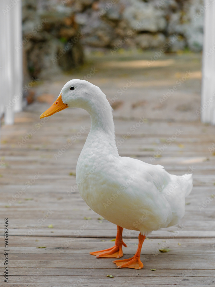 a cute duck on the farm a cute duck on the farm