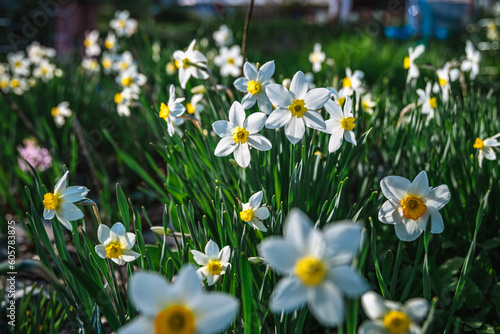 Lots of beautiful white daffodils in the garden. gardening, flower breeding, spring, flowering