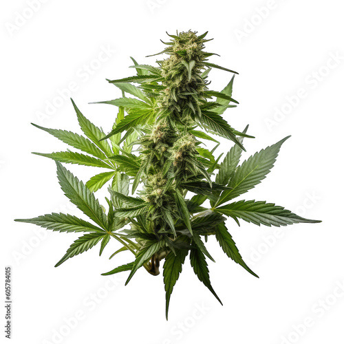 marijuana leaf  cannabis  marijuana