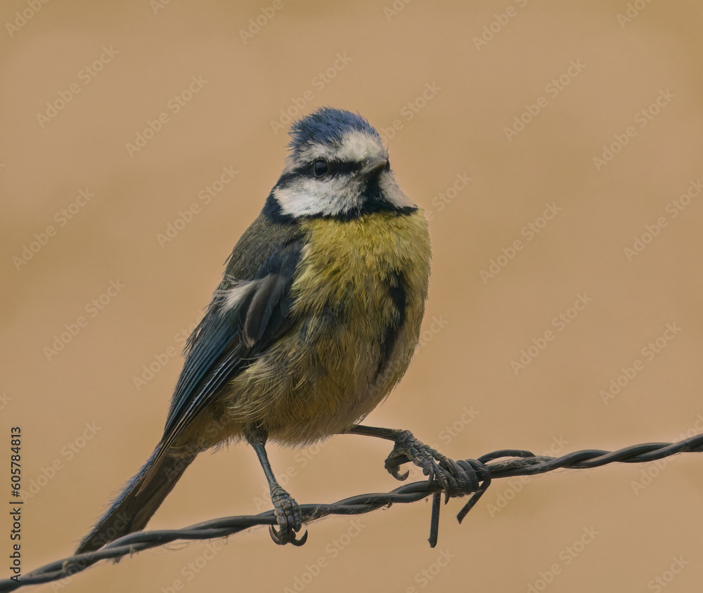 Obraz premium Herrerillo común