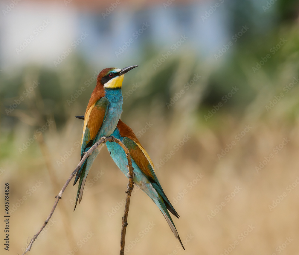 Abejarucos en sus posaderos naturales Abejarucos en sus posaderos naturales