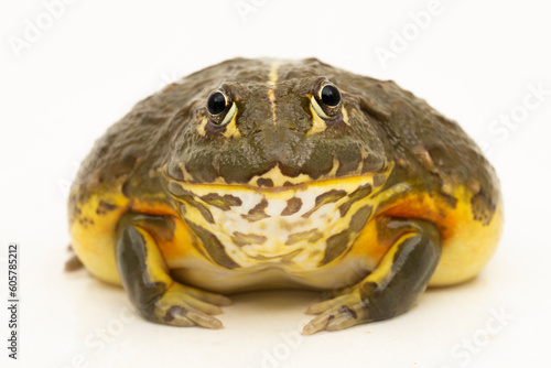 African Bull Frog ( Pyxicephalus adsperus edulis)  Pixie Frog isolated on white background photo