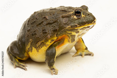 African Bull Frog ( Pyxicephalus adsperus edulis)  Pixie Frog isolated on white background