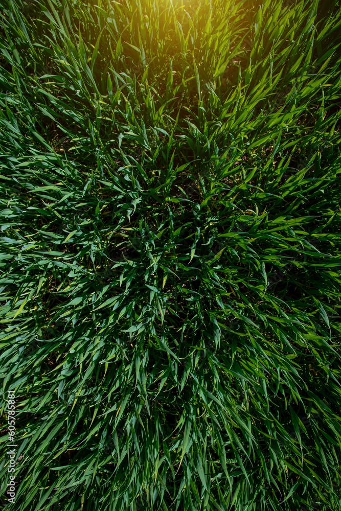 Texture of green grass on a spring day.