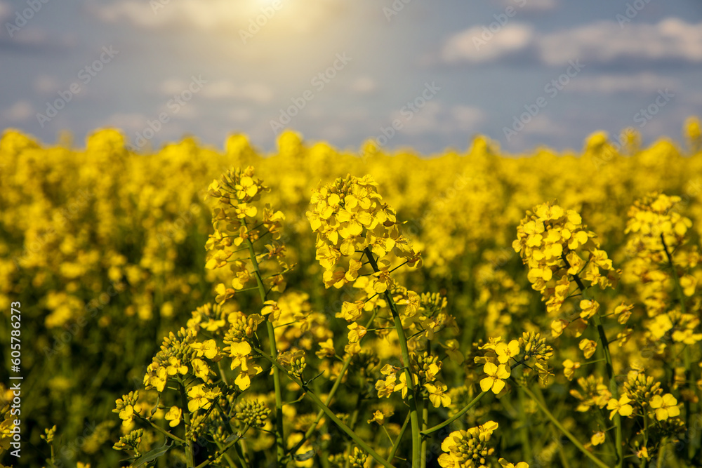 Yellow rapeseed field in the field and picturesque sky with white clouds. Blooming yellow canola flower meadows. Rapeseed crop in Ukraine. Yellow rapeseed field in the field and picturesque sky with white clouds. Blooming yellow canola flower meadows. Rapeseed crop in Ukraine.