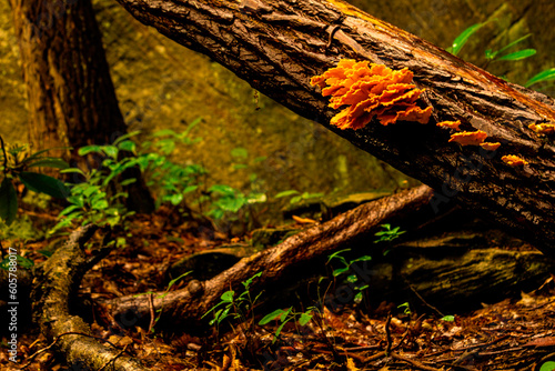 Chicken of the woods mushrooms on a stray tree log in the forest.