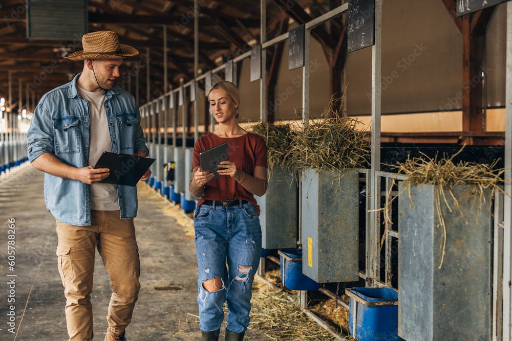 A Caucasian woman and a man work at the animal farm. A Caucasian woman and a man work at the animal farm.