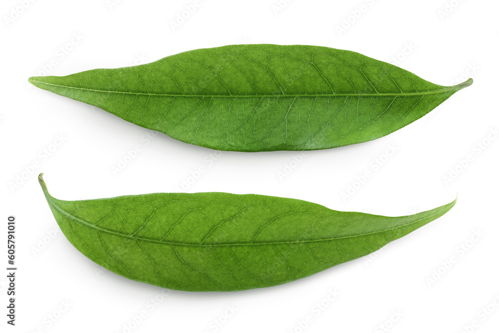Fototapeta premium Green lychee leaf isolated on a white background. Top view. Flat lay