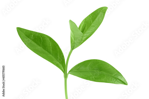 periwinkle leaf isolated on white background with full depth of field