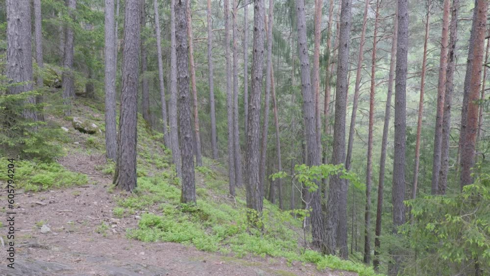 Moving shot of sunlight shining through forest canopy, low angle view Moving shot of sunlight shining through forest canopy, low angle view